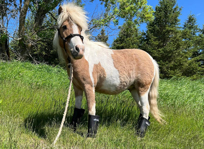 Warrior Fly Boots for Horses - Breathable Mesh Horse Boots for Fly Protection & Leg Comfort - Set