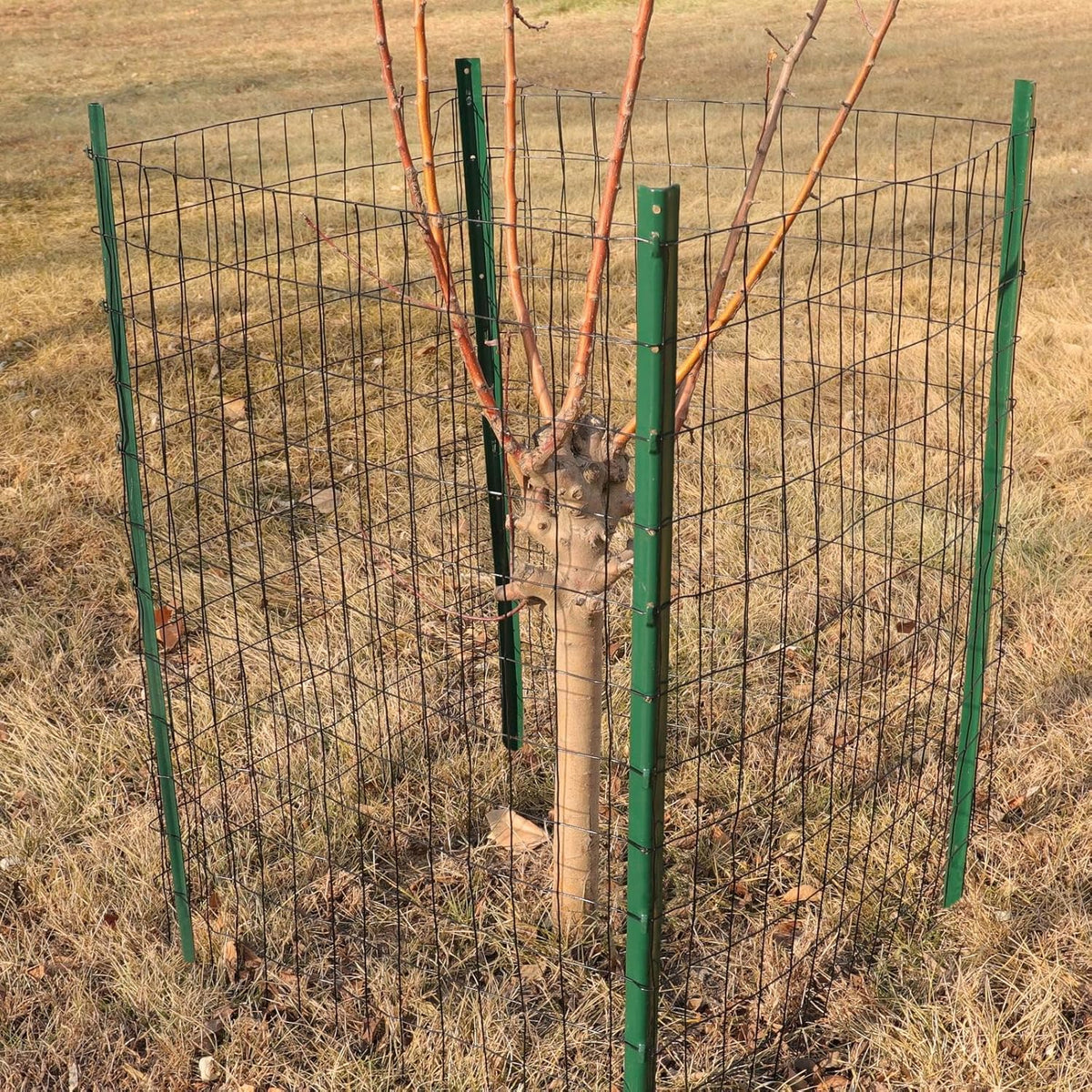 Black PVC Coated Welded Wire Fence 36 Inch x 25 Foot, 2 Inch x 3 Inch 16GA, Garden Border Fencing