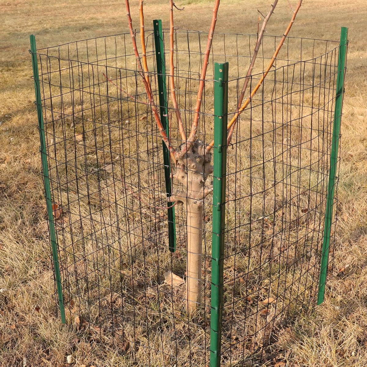 Black PVC Coated Welded Wire Fence 36 Inch x 50 Foot, 2 Inch x 3 Inch 16GA, Garden Border Fencing