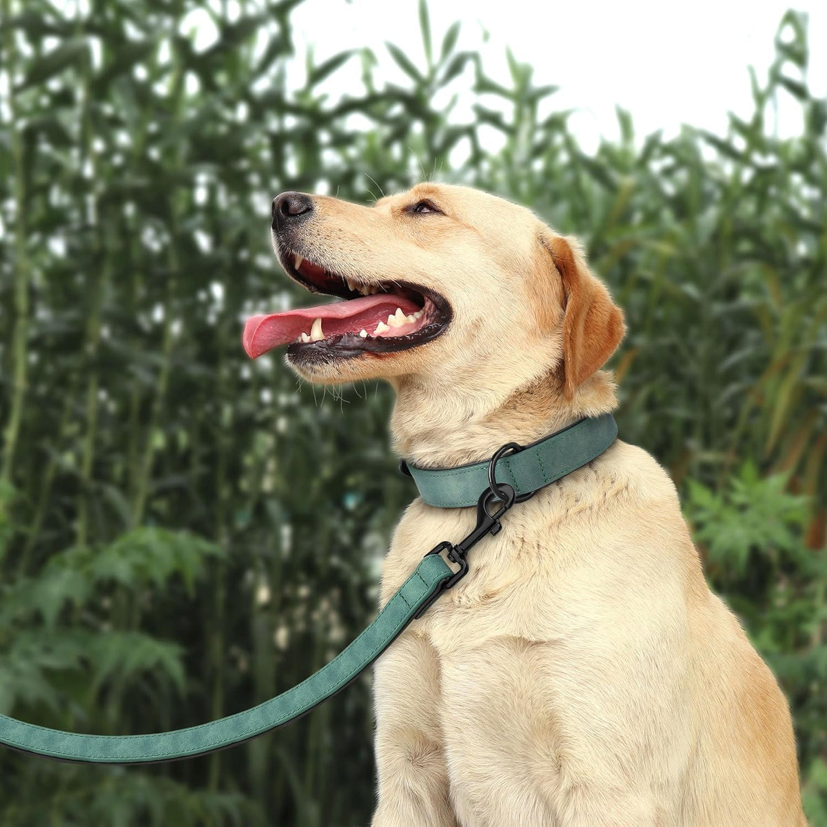 Didog Soft Padded Leather Dog Collar and Leash Set, Adjustable and Breathable Pet Collars with 4FT