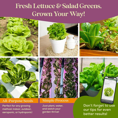 23 Lettuce & Salad Greens Seeds Variety Pack - 25,000+ Non-GMO Heirloom Greens Seeds for Planting