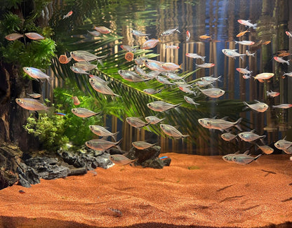 11lb Natural South American Rainforest Sand, Aquarium red Sand, Lava Rock Soil, Red Lava Rock Sand