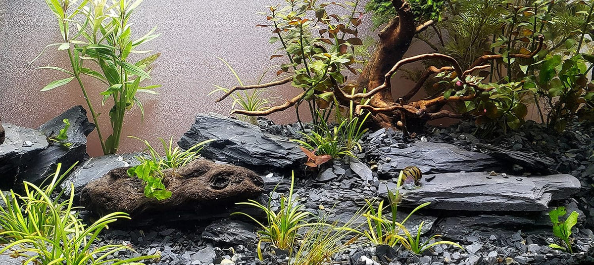 Natural Slate Stone 5 to 7 Inches - USA Sourced and Packaged for Aquascaping Aquariums, Terrariums