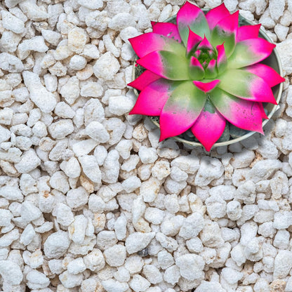 Perlite for Plants, Extra Coarse Grade 4 Horticultural Perlite, Organic Perlite for Gardening