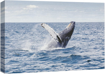 wall26 Canvas Print Wall Art Tropical Ocean Sea Water Horizon Blue Whale Nature Animals Photography