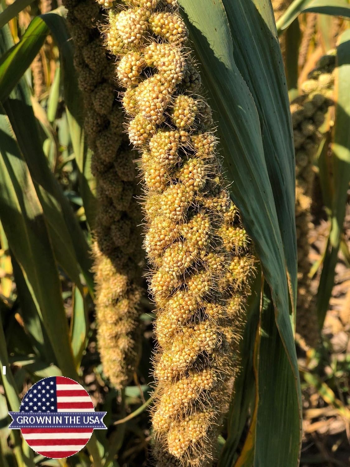 Birds LOVE Wholesome & Lovely Spray Millet Non-GMO (No Stems Only Edible Tops) for Parrots Birds
