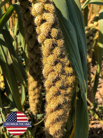 Birds LOVE Wholesome & Lovely Spray Millet | GMO Free (No Stems Only Edible Tops) for Parrots Birds