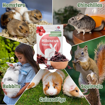 Snout and Shell Hibiscus Treats – 100% Natural Dried Flowers for Small Pets – Immunity Support &