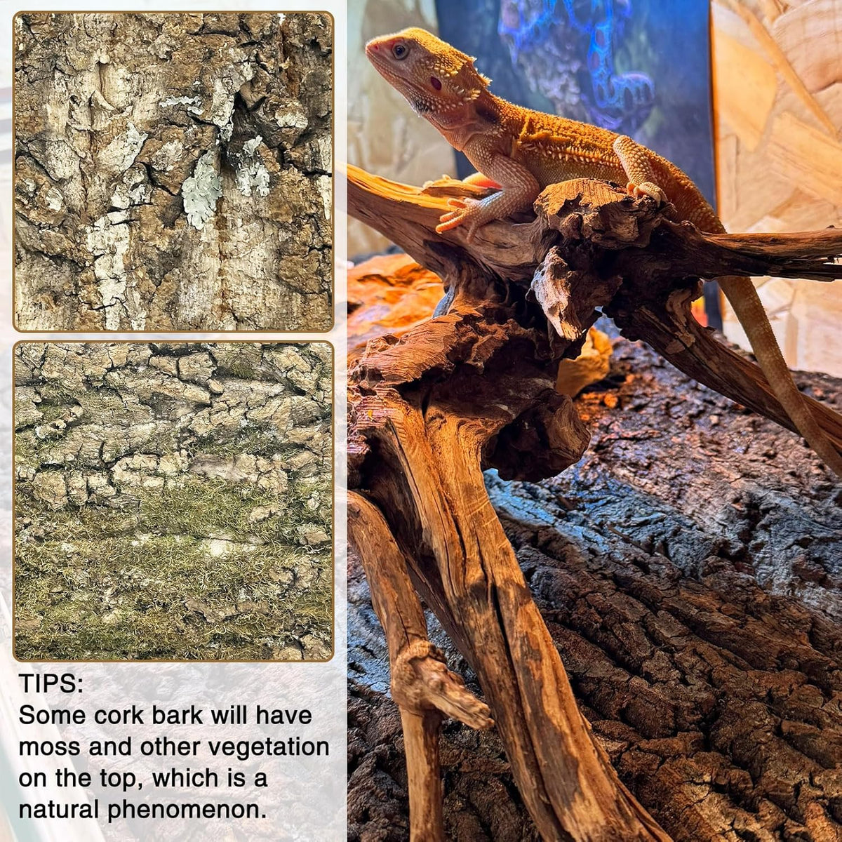 Fhiny 10 PCS Cork Bark Background, 11.6" x 7.7" Natural Cork Bark for Reptiles Bearded Dragon