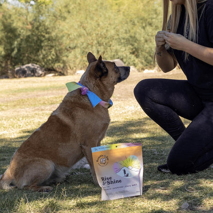 Bundle x Joy Rise & Shine Dog Treats, Chicken Jerky, Snack Bars, Puppy Training Treats, Natural