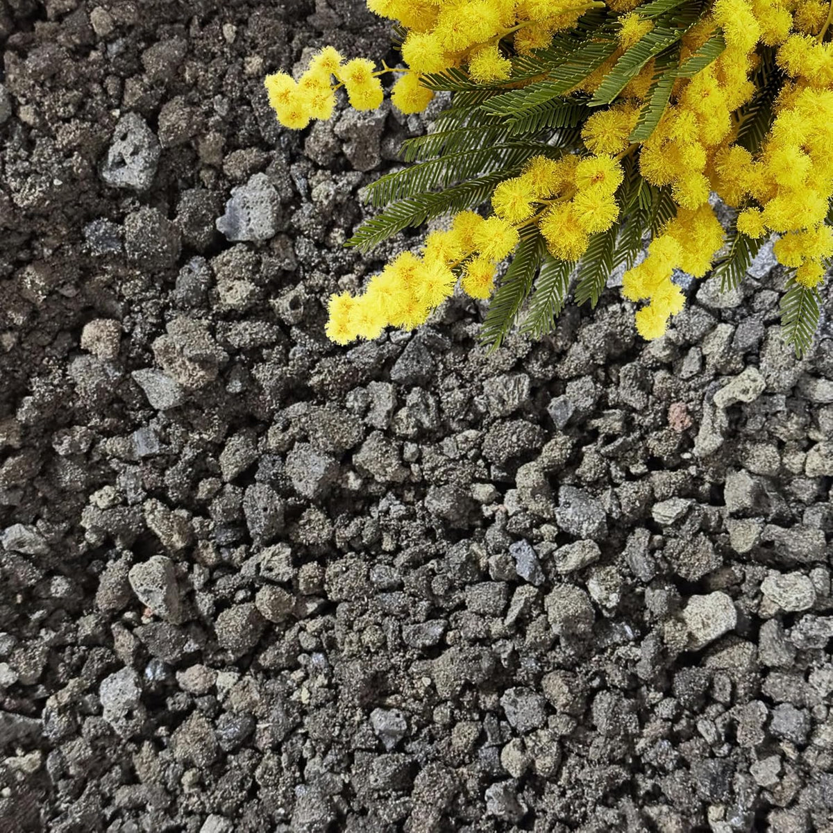 Lava Rocks for Plants (3/8’’ Minus), Natural Black Lava Rocks, Succulent & Terrarium Horticultural