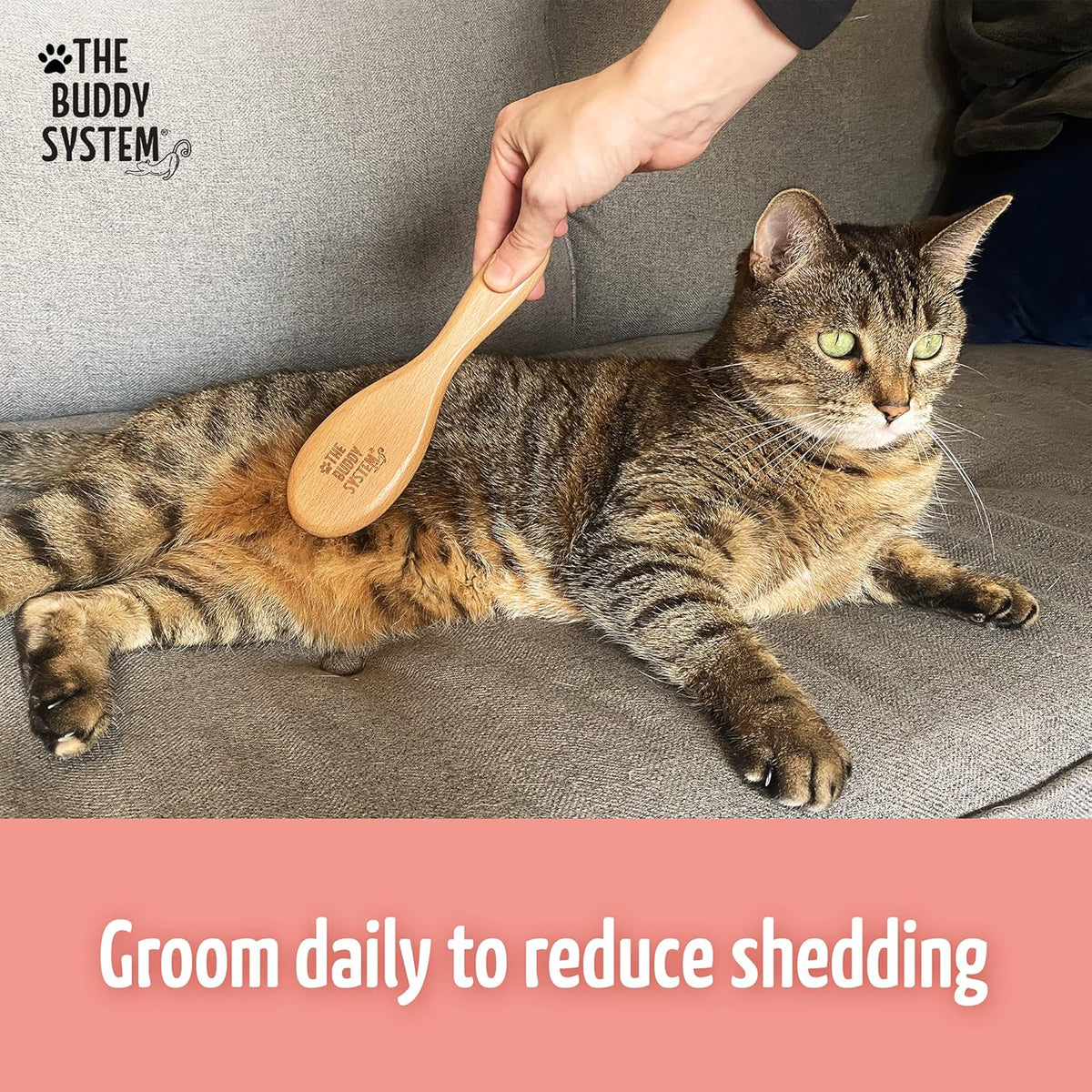 The Buddy System Cat Brush with Boar Bristle and Wooden Handle, Professional Grade Daily Grooming