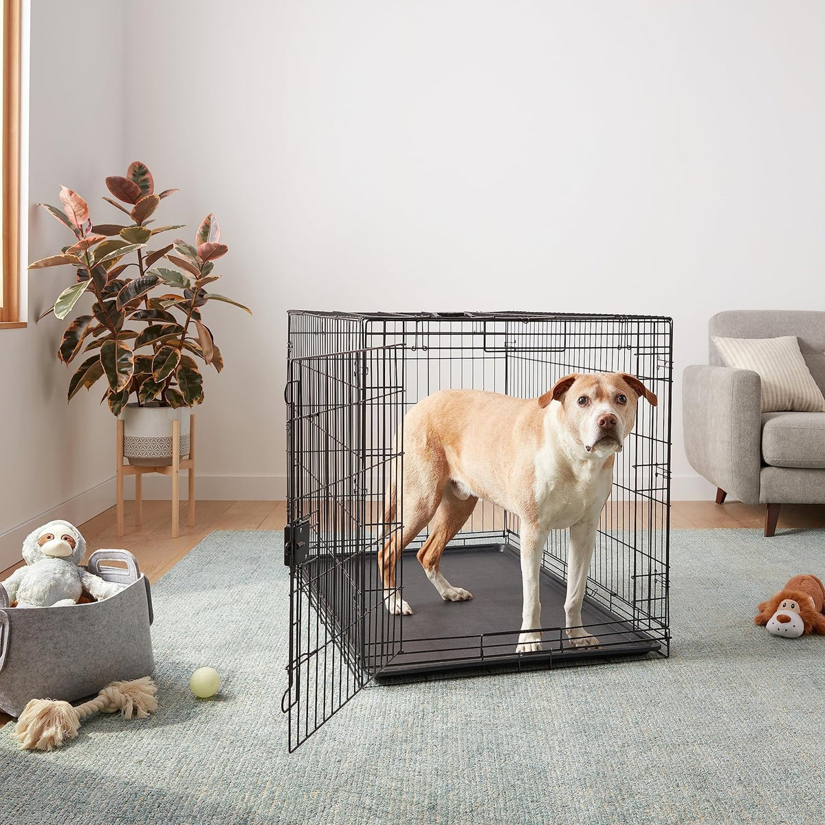Amazon Basics Durable, Foldable Metal Wire Dog Crate with Tray, Single Door, 48 x 30 x 32.5 in