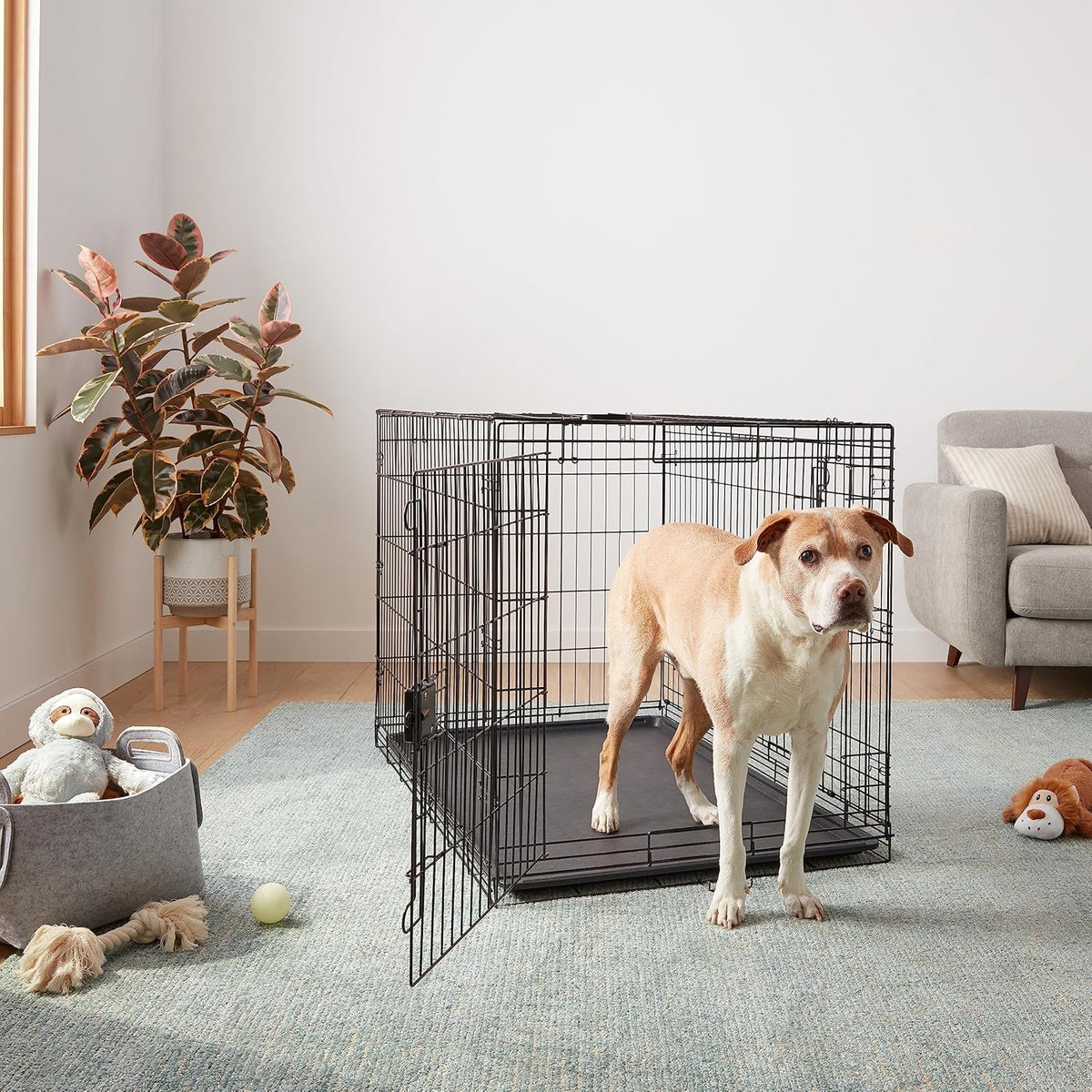 Amazon Basics Durable, Foldable Metal Wire Dog Crate with Tray, Double Door, 48 x 30 x 32.5 in