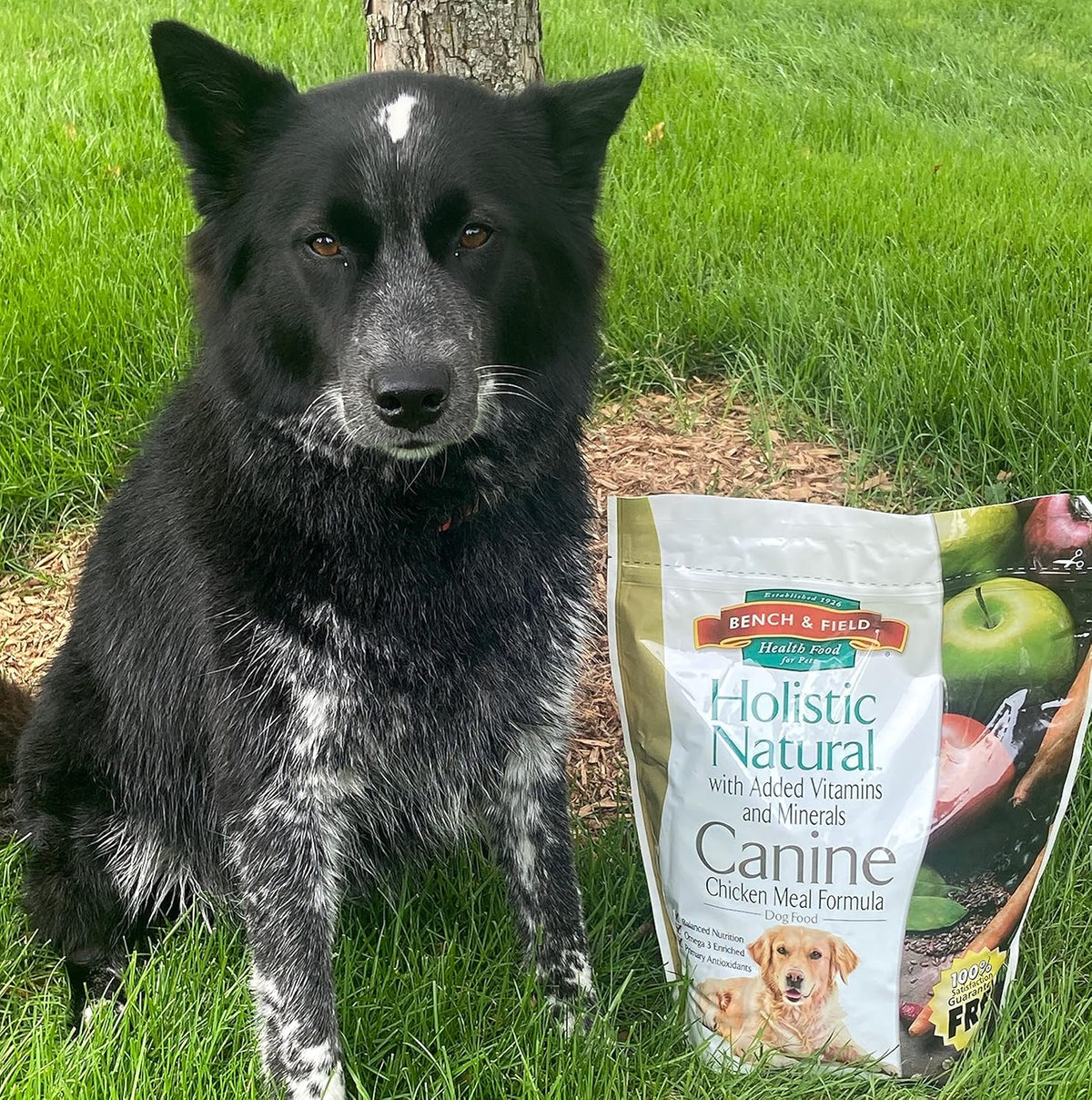 Bench & Field Holistic Natural Adult Dry Dog Food, Chicken Meal and Brown Rice Recipe 12 lb Bag