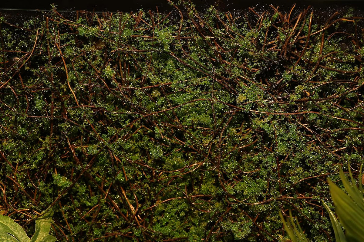 AQUA KT Terrarium Moss Background Backdrop Wall Artificial Reptile Amphibian Cage Decoration for